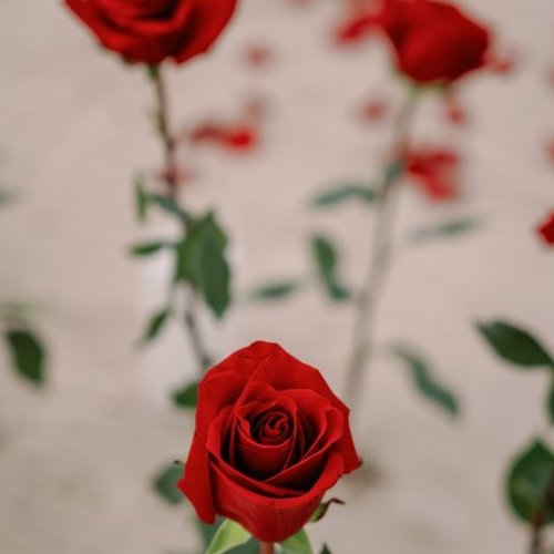 punta-cana-engagement-3