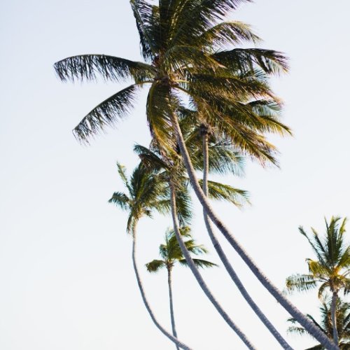 caribbean-wedding-33-853x1280