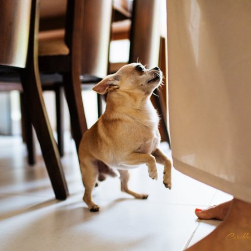 weddingdominican-com_02